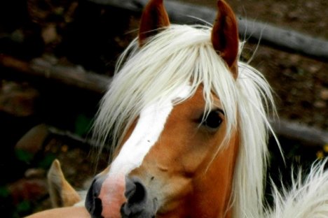 Reiten  und  Lamatrekking