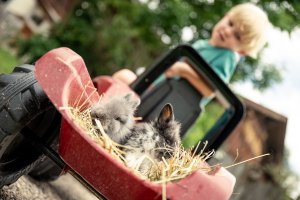 Frühlingszauber am Bauernhof