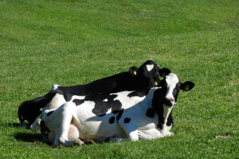 Our animals